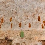 Food Preservation History: How Humans Kept Food Safe Before Refrigeration