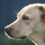 Program Comparison Finding Best Loyalty Benefits Available