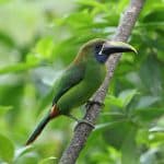 Rainforest Expeditions for Eco-Adventurers