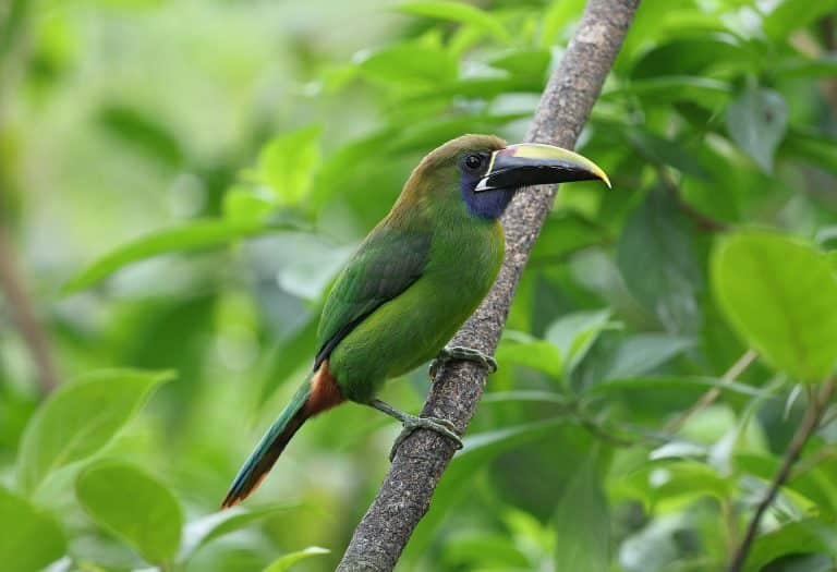 Rainforest Expeditions for Eco-Adventurers