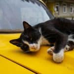 Car Hacking Threats and How to Prevent Them