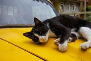 Car Hacking Threats and How to Prevent Them
