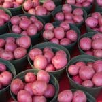 Produce Buying Fresh Local Food Seasonal Options