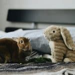 Pet-Friendly Resorts Welcoming Furry Companions