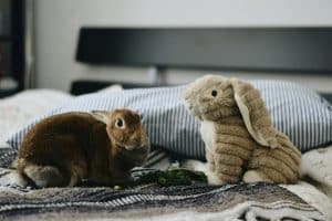 Pet-Friendly Resorts Welcoming Furry Companions