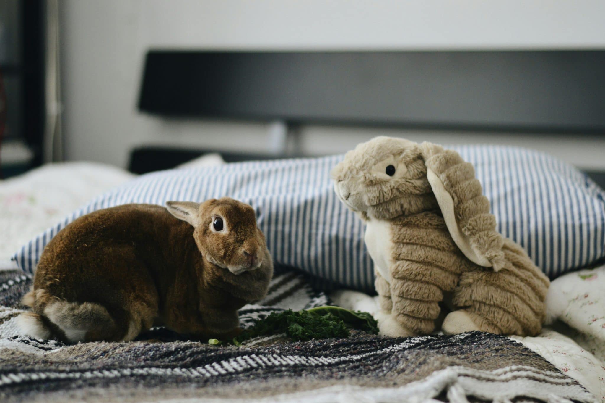 Pet-Friendly Resorts Welcoming Furry Companions