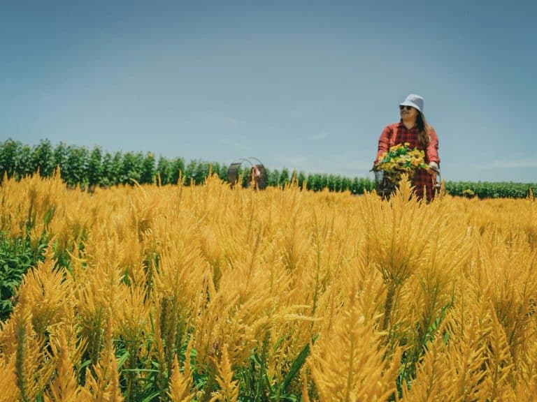 Economy Supporting Regional Farmers Producers Through Purchases