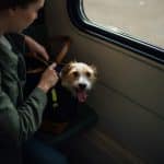 Pet Travel Tips for Stress-Free Journeys
