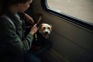 Pet Travel Tips for Stress-Free Journeys
