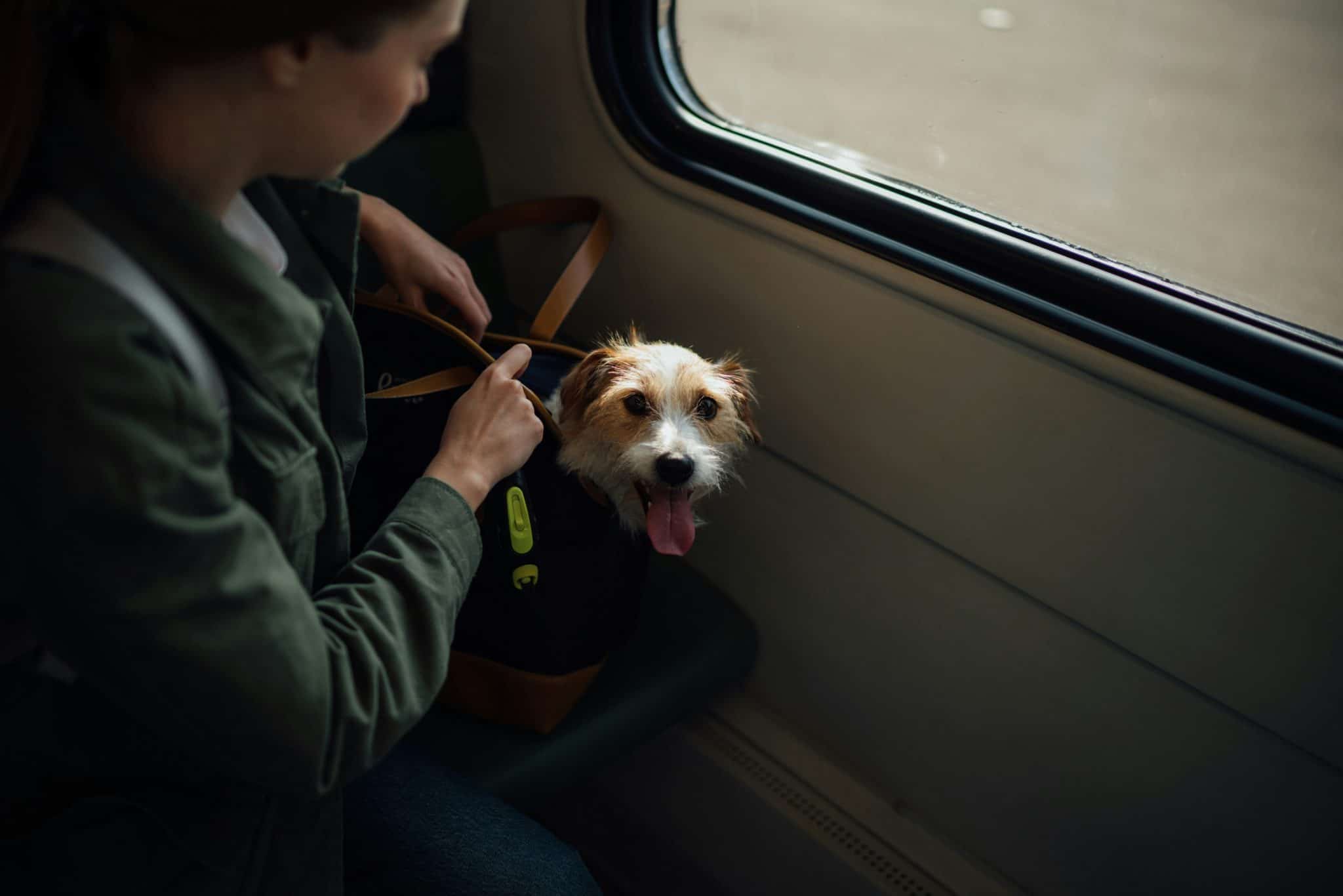 Pet Travel Tips for Stress-Free Journeys
