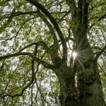 Glamping Retreats for Nature Without Sacrifice