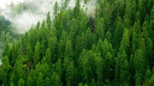 Carbon Footprint Reducing Environmental Impact Through Choices