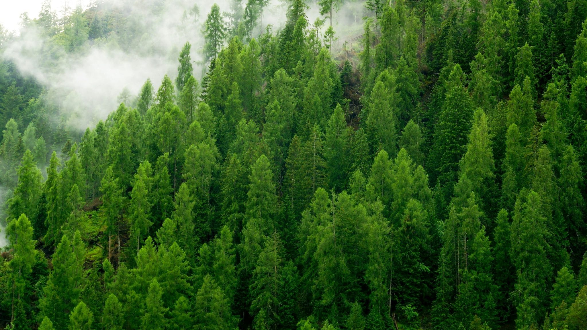 Carbon Footprint Reducing Environmental Impact Through Choices