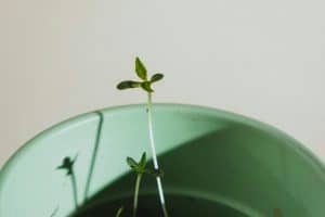 Growth Mindset: Encouraging Effort Over Perfection