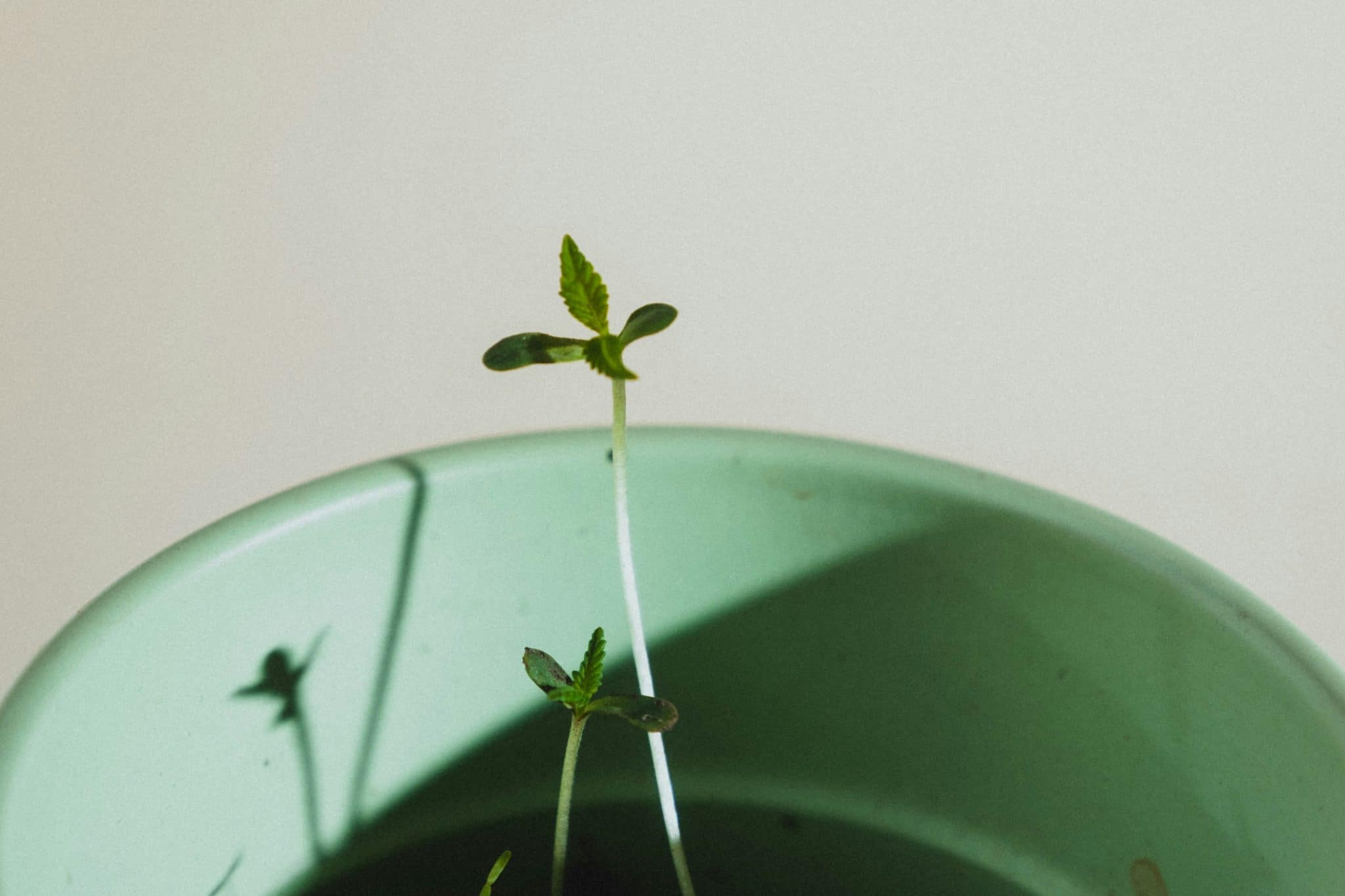 Growth Mindset: Encouraging Effort Over Perfection