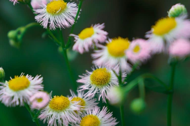Wildflower Blooms That Are Worth the Trip